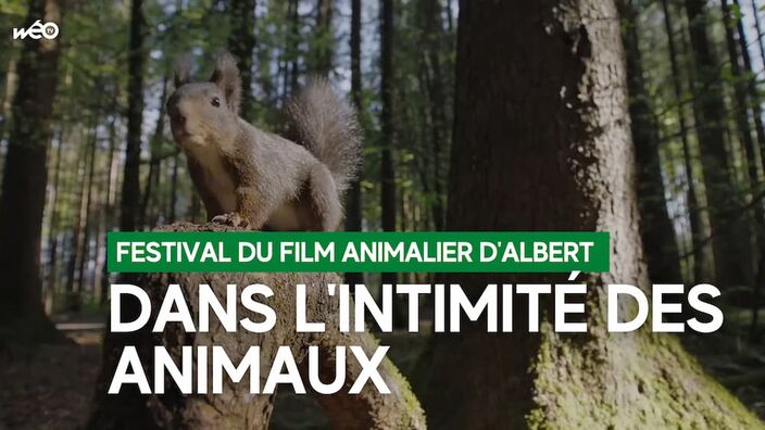 Albert (80) : Le FIFA, dans l'intimité des animaux